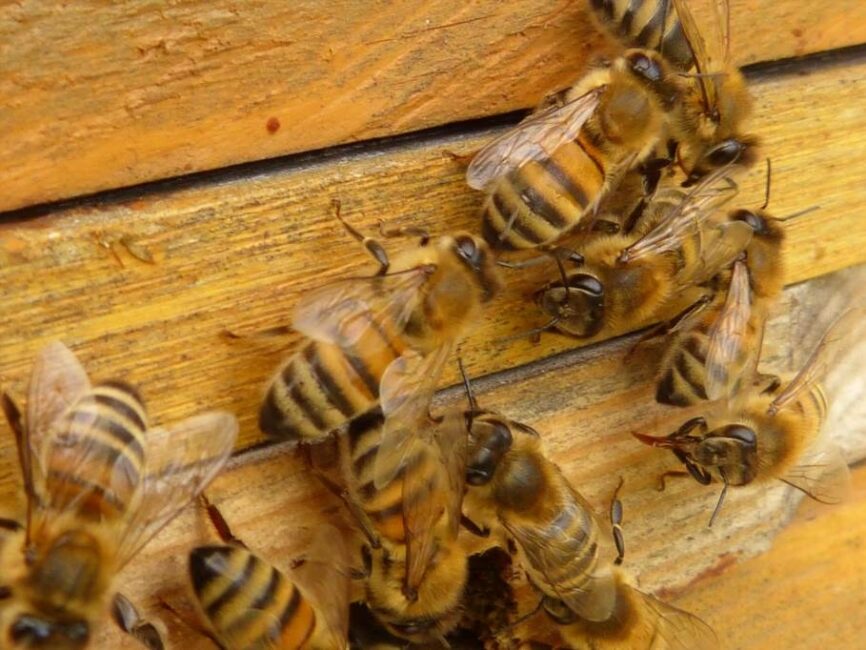 jak zrobić poidełko dla pszczół